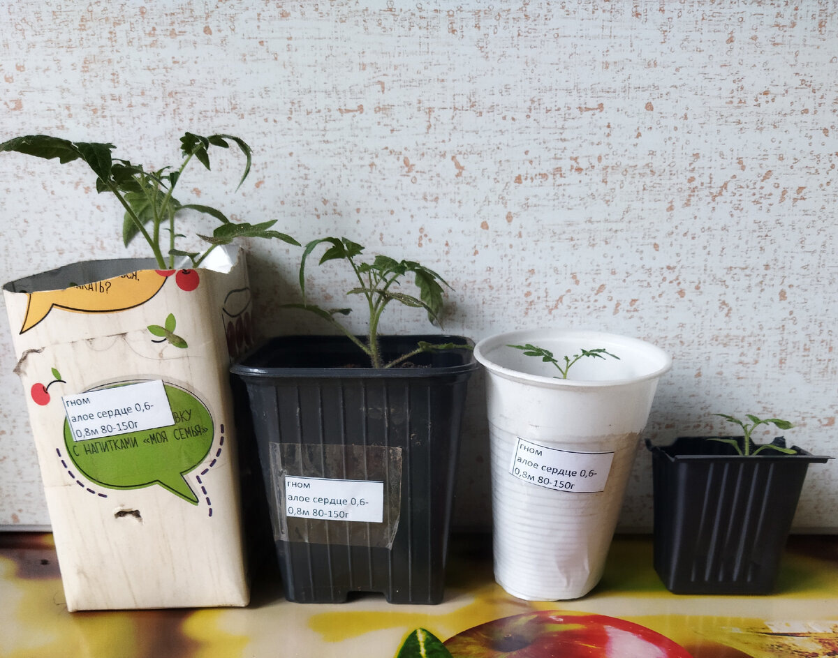 фото конец марта 23 год, через полтора месяца после посева