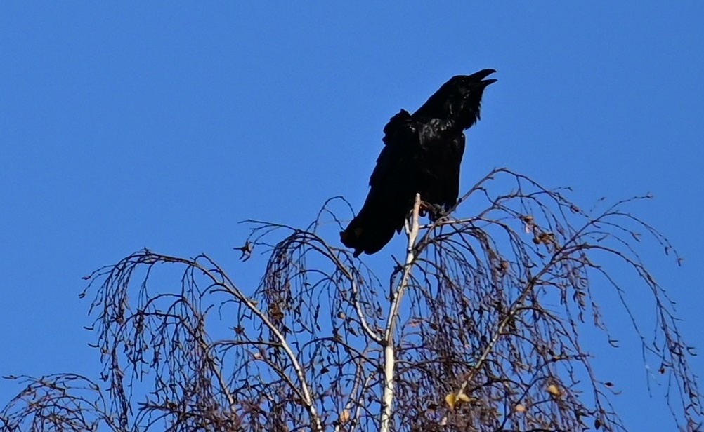 Ворон у крематория. 29 октября 2024. Фото Александра Морозевича.