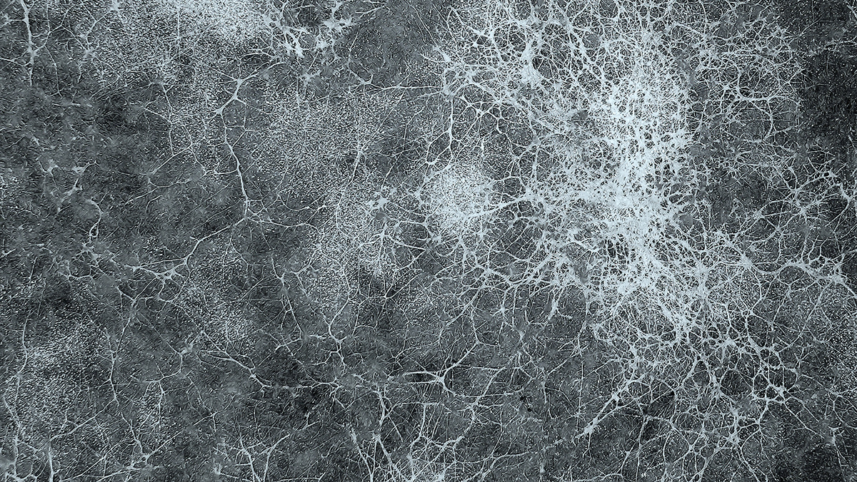     Mycelium fungus, Fusarium euwallaceae / Gettyimages.ru / Alexey Protasov