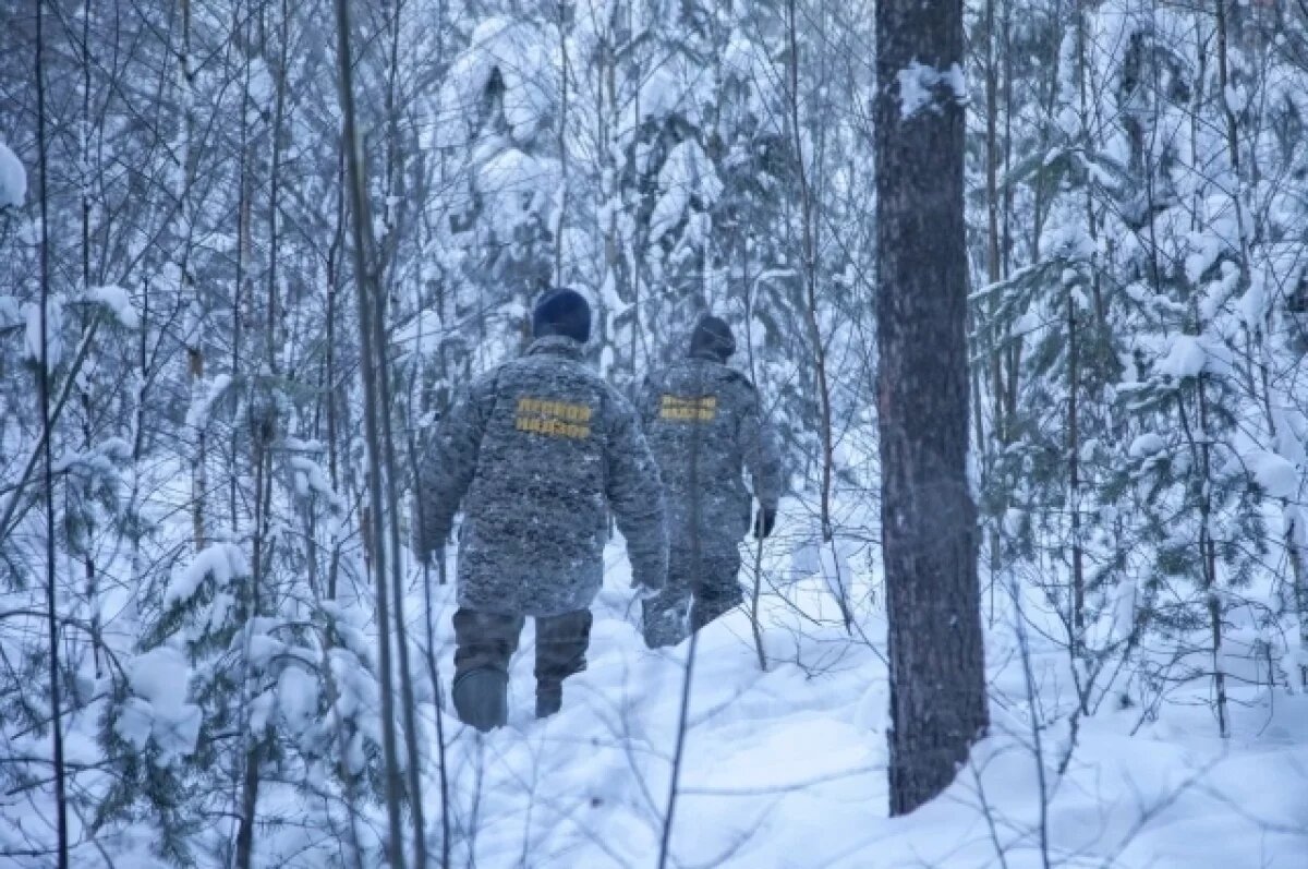    В Ярославской области усилено патрулирование мест, где растут ели