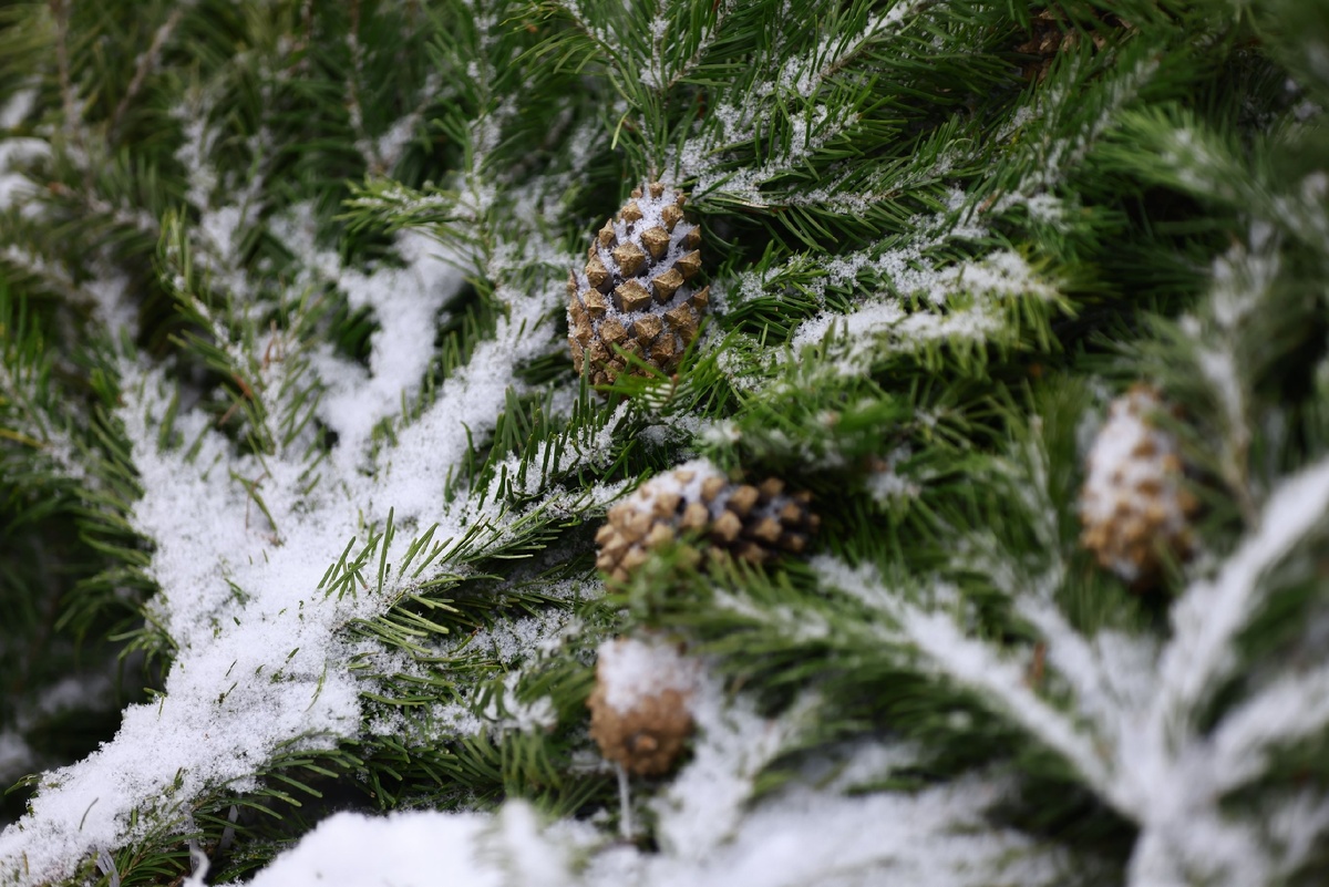 Автор фото: Павел Хацаюк / ИД «Вечерняя Казань»