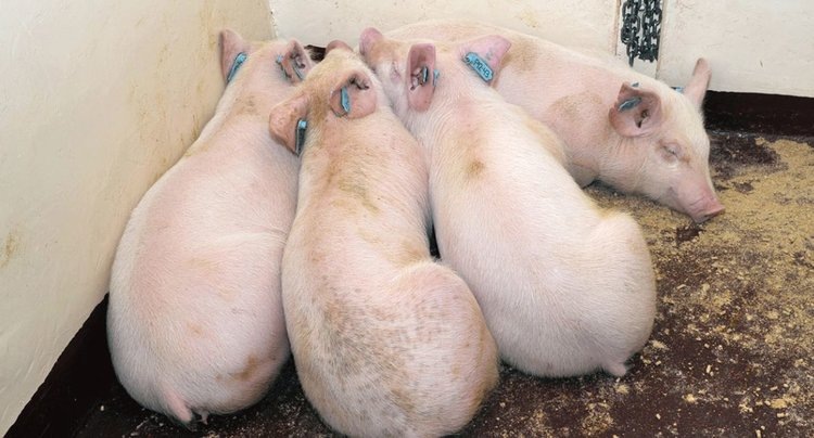    Появилась надежда на эффективную вакцину против африканской чумы свиней