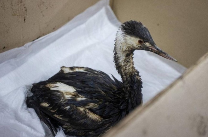    администрация Анапы