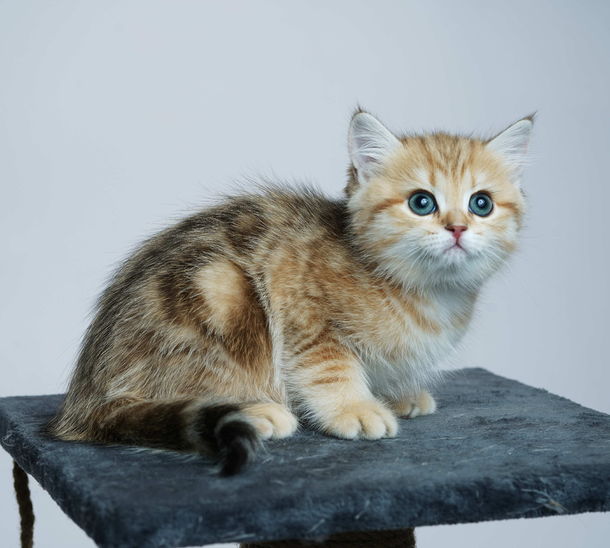 Котенок Мраморный золотой NY22