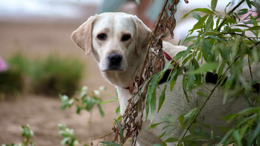    Elena Mayorova/Globallookpress