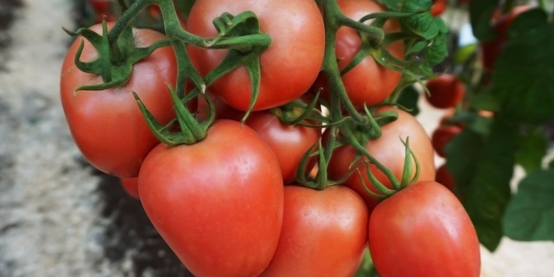 Вырастут даже на камнях: 7 некапризных томатов для неплодородных почв