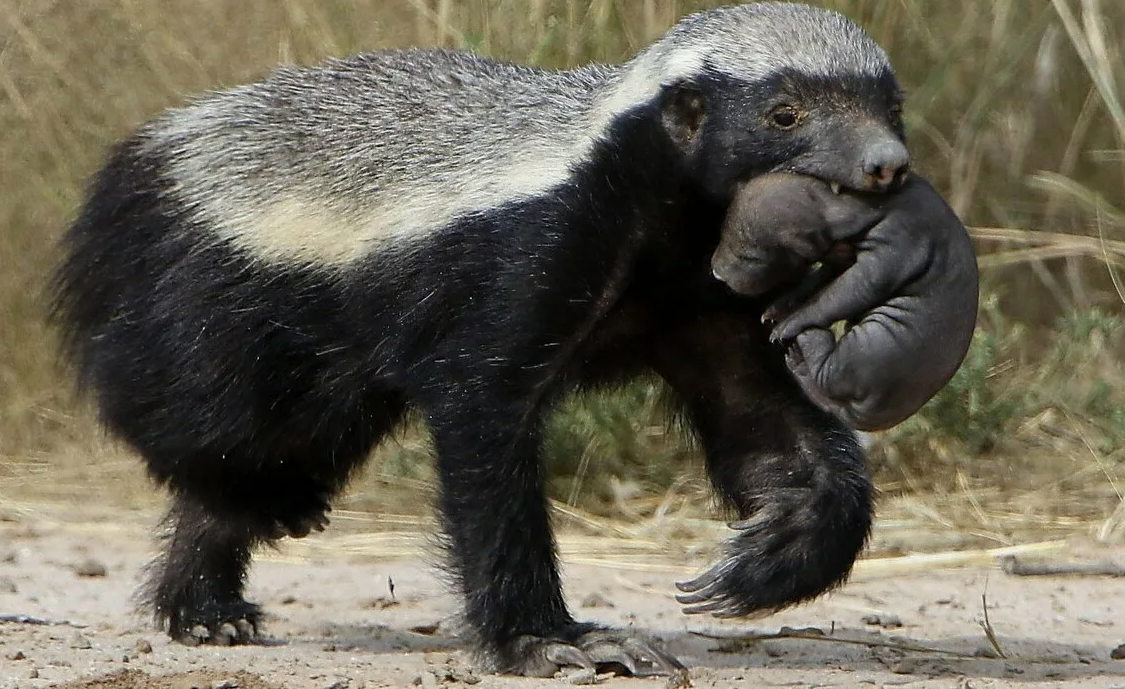 Медоеды умеют пользоваться инструментами! Это один из редких примеров такого поведения среди диких животных. Например, в заповедниках они замечены за тем, как используют палки, камни и даже свои когти, чтобы открывать клетки, двери и добывать пищу.