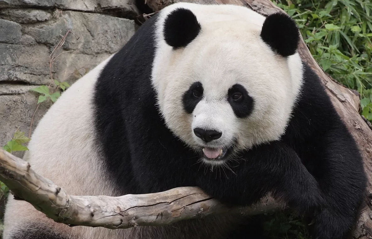Большие панды могут использовать свои лапы как столовые приборы! Несмотря на массивный вид, они невероятно ловко управляют своими шестипалыми "руками". У них есть уникальный "ложнопалец" — это удлинённая кость запястья, которая действует как дополнительный палец, позволяя пандам крепко удерживать и манипулировать стеблями бамбука.