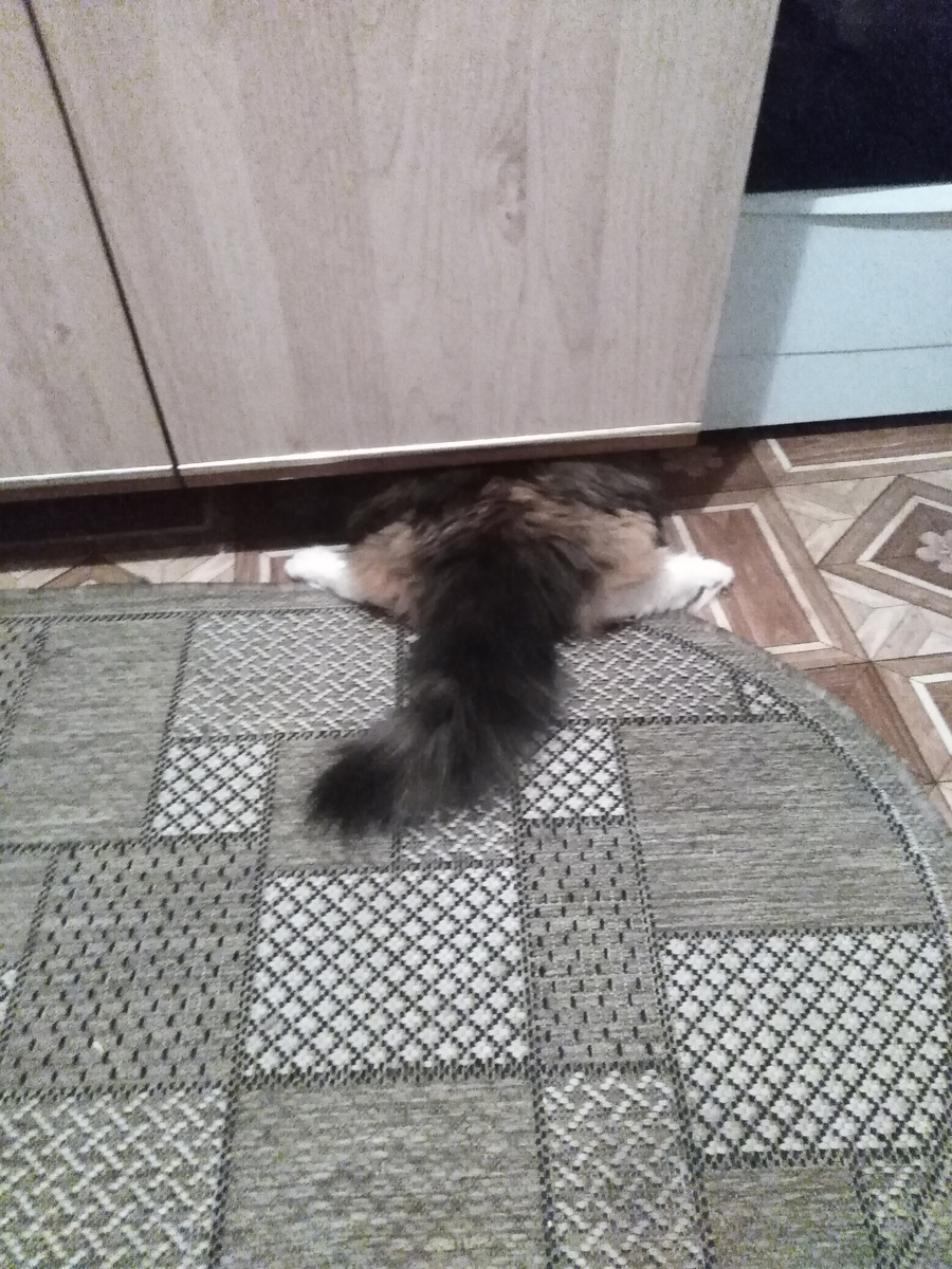 Кошка Ася охотится на мышь 