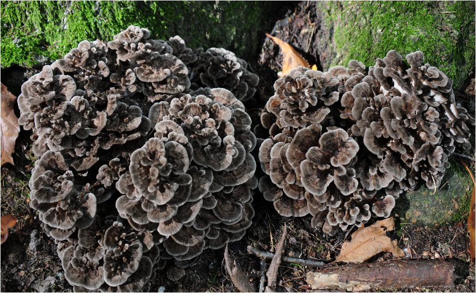 Грифола курчавая, гриб-баран (изображение взято: https://www.picturethisai.com)