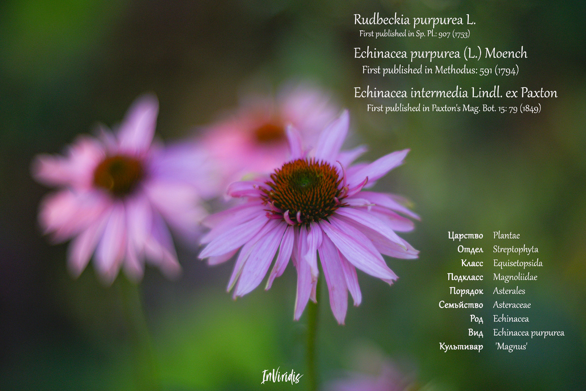 Echinacea purpurea (L.) Moench. Фото: Inviridis 