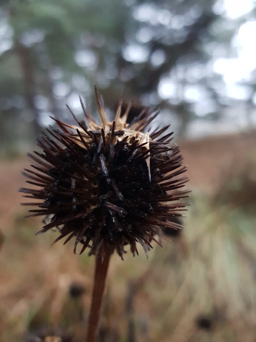 Echinacea purpurea.  Фото: Inviridis 