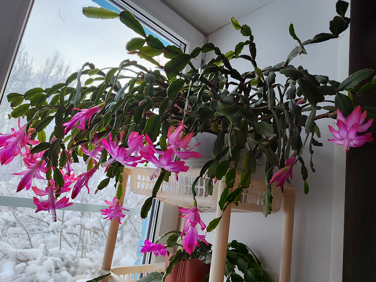 Цветут мои декабристы.