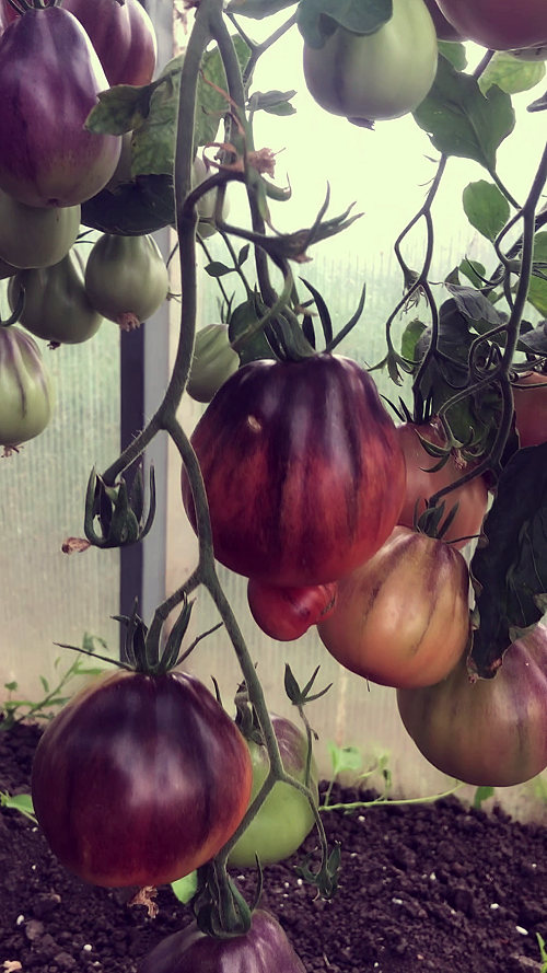 Японский трюфель фиолетовый-2024 г. - весь усыпан плодами.