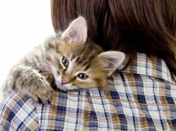 Проверим ещё раз? А правда ли кошка нас любит