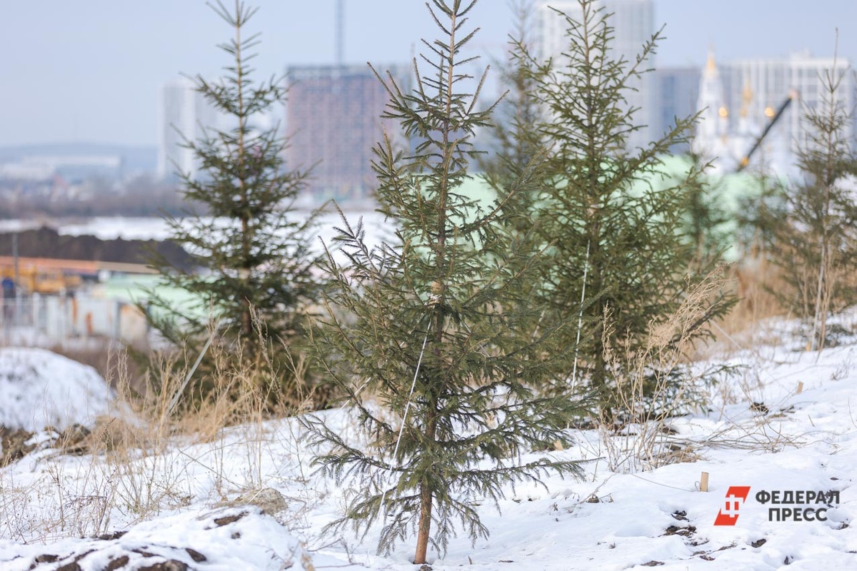 Граждан попросили с пониманием отнестись к предновогодним проверкам.  Фото: Фото: ФедералПресс / Евгений Поторочин