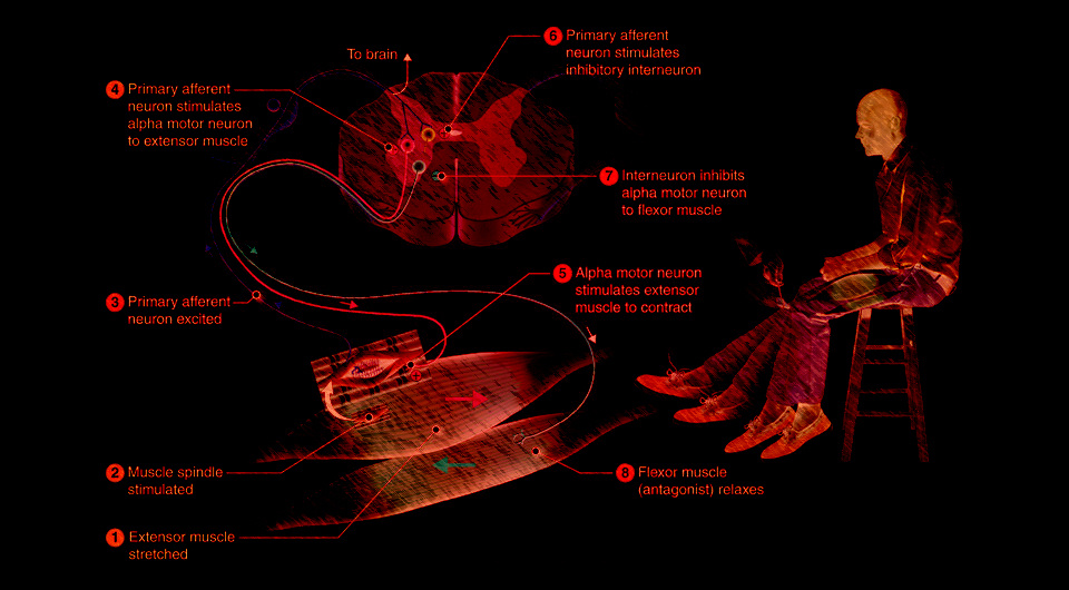   N + 1; Introduction to Neuroscience by Jim Hutchins, Lindsey Aune, and Rachel Jessop / СС SA-4.0