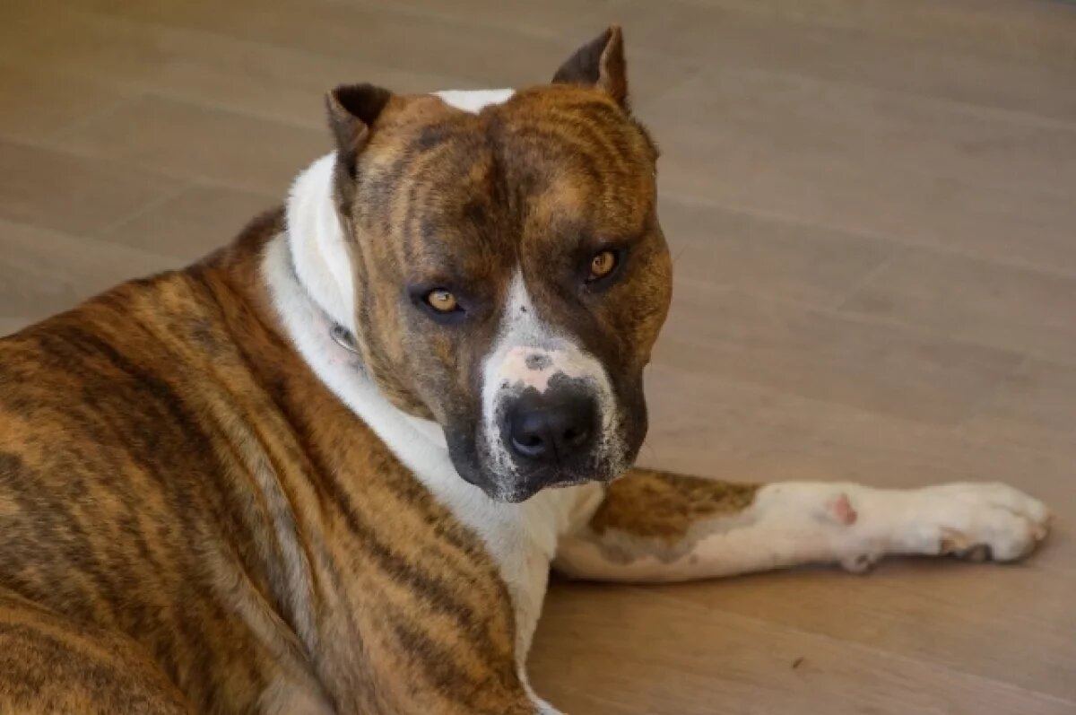    Ветеринары Рязанской области предупреждают собачников об опасности салютов