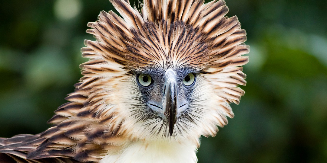 Филиппинская гарпия. Гигантский орёл-обезьяноед