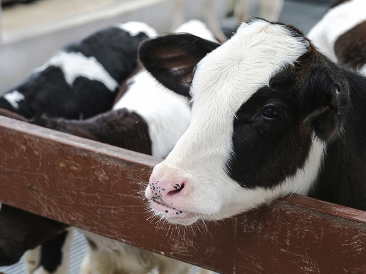 Как выбрать хорошую корову