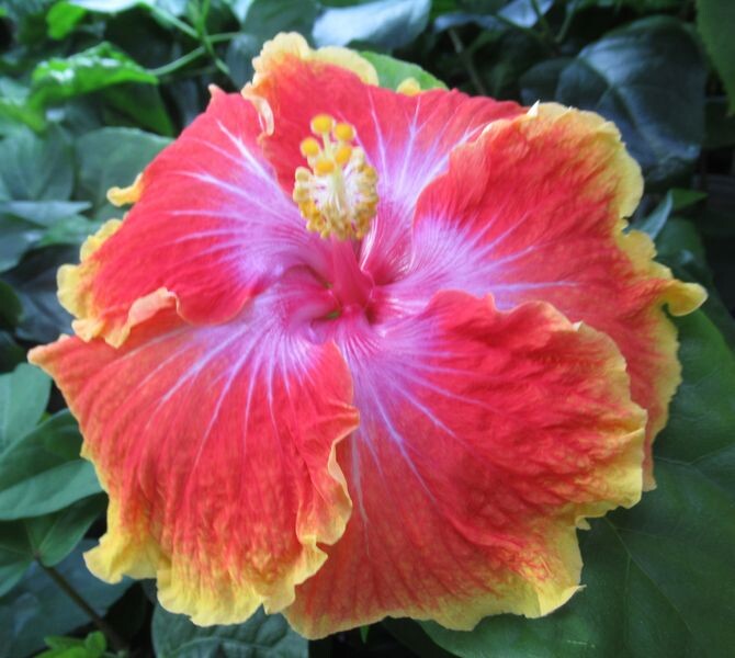 Гибискус "Сусан Шлюттер" - моё цветение