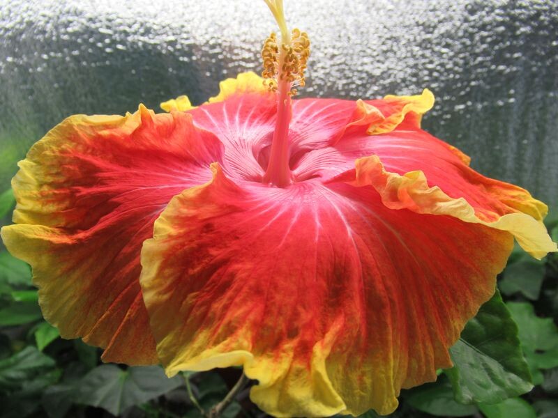 Гибискус "Сусан Шлюттер" - моё цветение вид сбоку