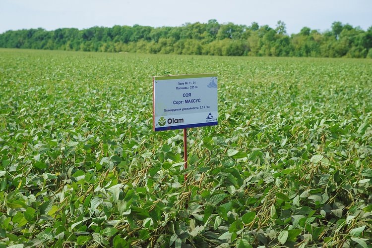    Семеноводческая семерка Пензенской области помогает региональным аграриям покупать больше отечественных семян