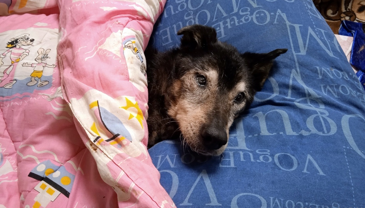 Наш аксакал Тоша, ему больше 20 лет