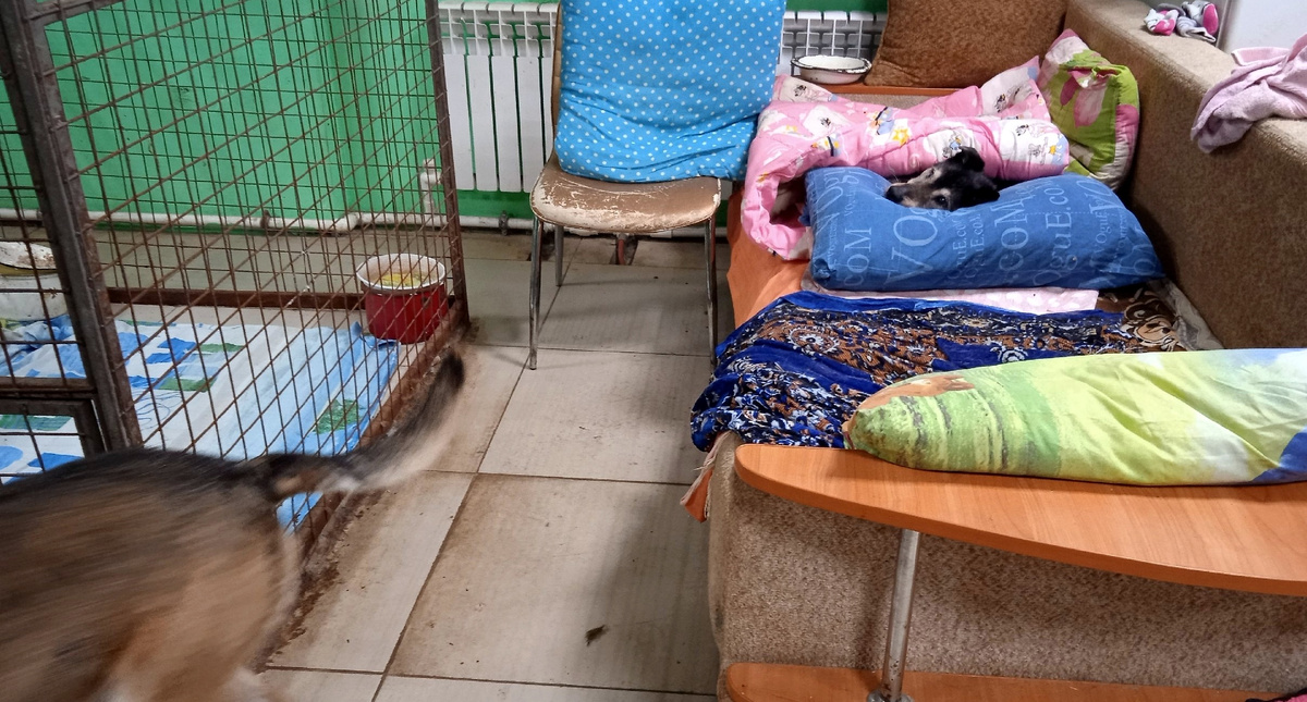 Друг Тобик сбежал из кадра))