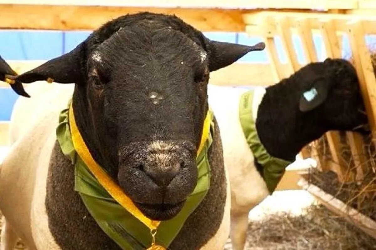    Из-за вспышки бруцеллеза у овец в Новосибирской области введен карантин