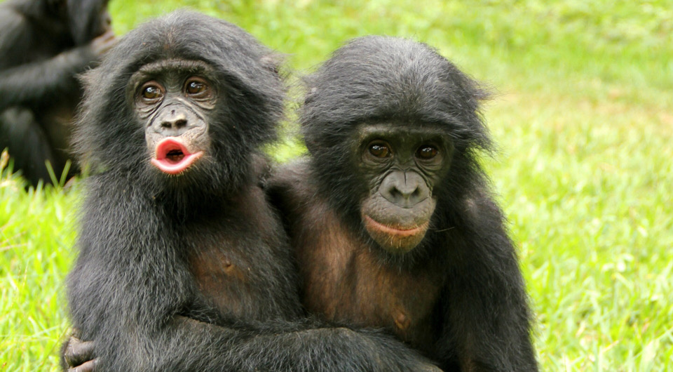   Zanna Clay / Lola ya Bonobo Sanctuary