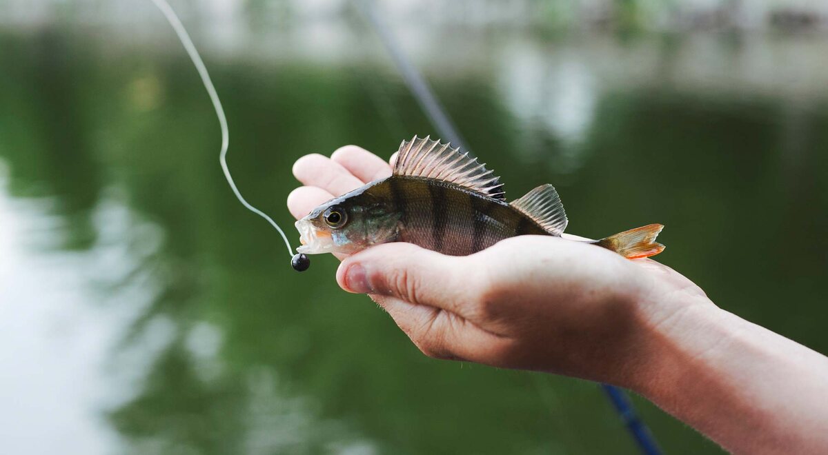 Окунь: основные характеристики
Окрас  этой рыбы не спутаешь ни с какой другой: спину темно-зеленого цвета и  более светлые бока пересекают почти черные поперечные полоски, брюшные  плавники — красные.Цветовые особенности окуня  немного отличаются согласно среде обитания и характеристикам водоема.  Сразу от головы рыбы, которая вооружена достаточно широкой пастью,  расположен горб. И чем особь крупнее, тем ярче он выражен. Поэтому  окуней именуют «горбачами» и «полосатиками».Мелкий  окунь собирается в большие стаи около береговой линии. Как укрытия  использует подводную растительность, коряги, камни, какие-либо водные  сооружения, мосты и плотины.Крупные представители  вида предпочитают держаться обособленно и на глубине — около омутов или в  ямах. С приходом холодов величина стаи может значительно увеличиться и  мигрировать в более глубокие места водоема.Окунь  ведет хищнический образ жизни, охотится за рыбьей мелочью в светлое  время суток. Ночью активность рыбы падает. Для охоты окунь выбирает  ранние утренние и вечерние часы. В это время рыбалка наиболее  результативна. Окунь хорошо ловится в солнечную погоду, также при мелком  моросящем дожде в пасмурные дни. Сильную жару хищник переносит плохо и  обычно пережидает на глубине, где вода холоднее.Окунь  — рыба умеренных размеров. И если поймать полосатого весом 200 - 300  граммов несложно, то вытащить горбача в 1,5 кг — это очень большая  редкость.Методы охоты окуня тоже разнятся. Например,  иногда его можно встретить одиноко поджидающим добычу, скрывающимся в  прибрежной траве и под тенью деревьев. Или наоборот, собравшись большим  косяком, он может в агрессивной манере преследовать мирную рыбу, образуя  на языке рыболов «котлы».Лучшие спиннинги для наноджига