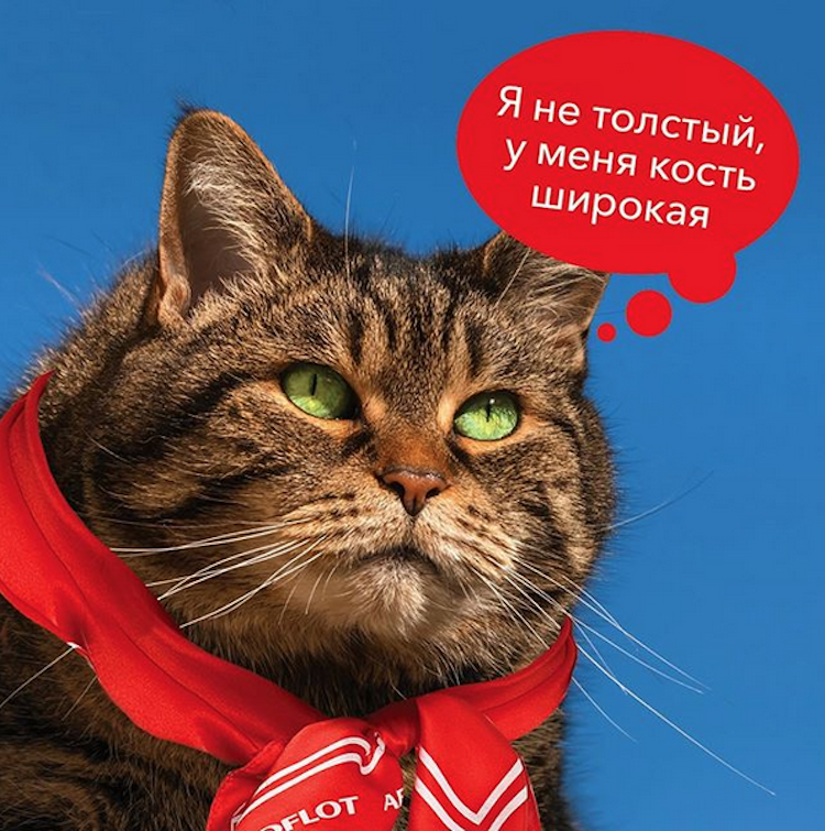 Фото из интернета... Помните историю про Аэрофлот и толстого кота? 