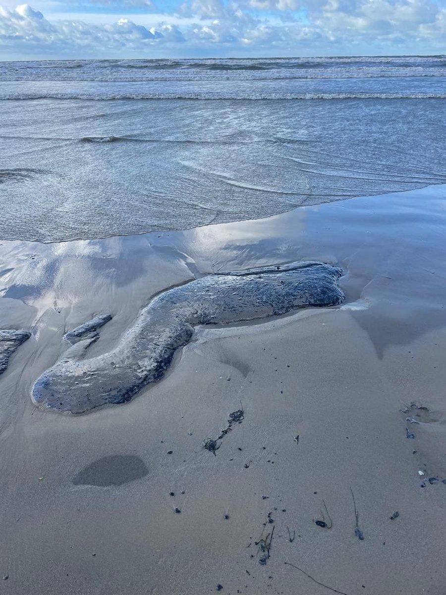    Пляжи Анапы покрыты как мелкими брызгами мазута, так и большими пятнами. Фото: Сергей КЕЛЬБЕРГ