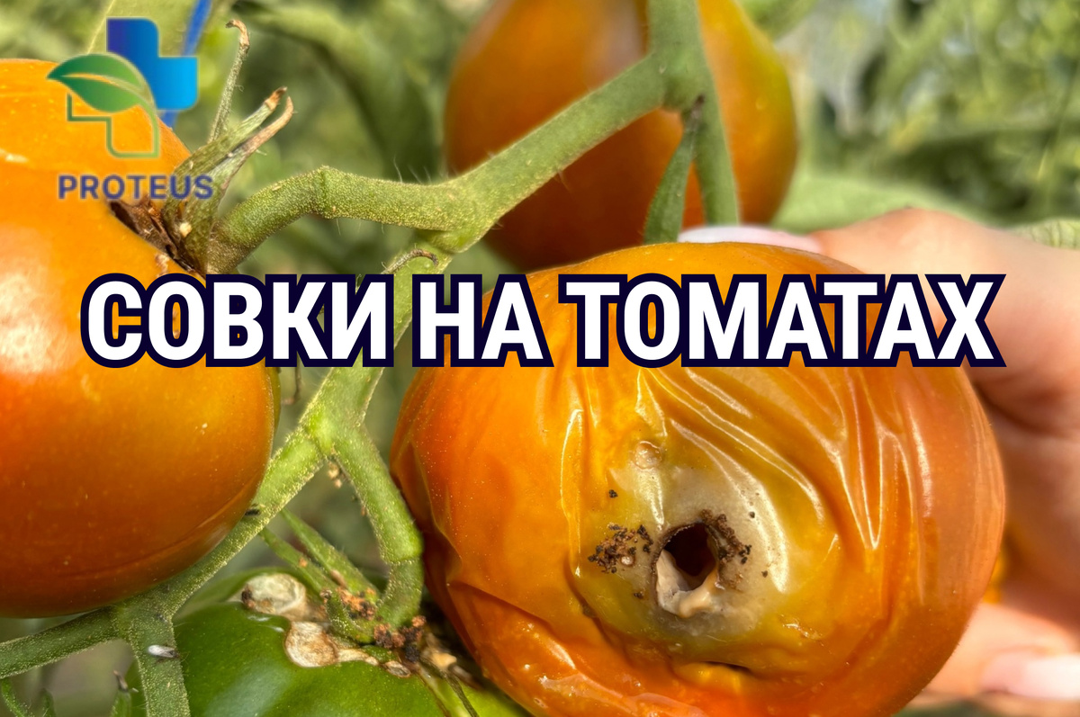 Поражение гусеницой совки