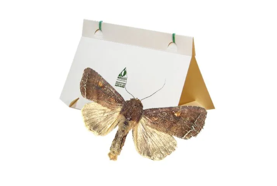 Феромонная ловушка для совок есть на Озон