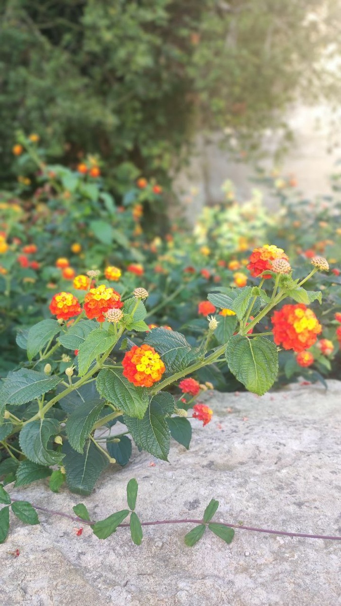 ЛАНТАНА . Фото из личного архива 