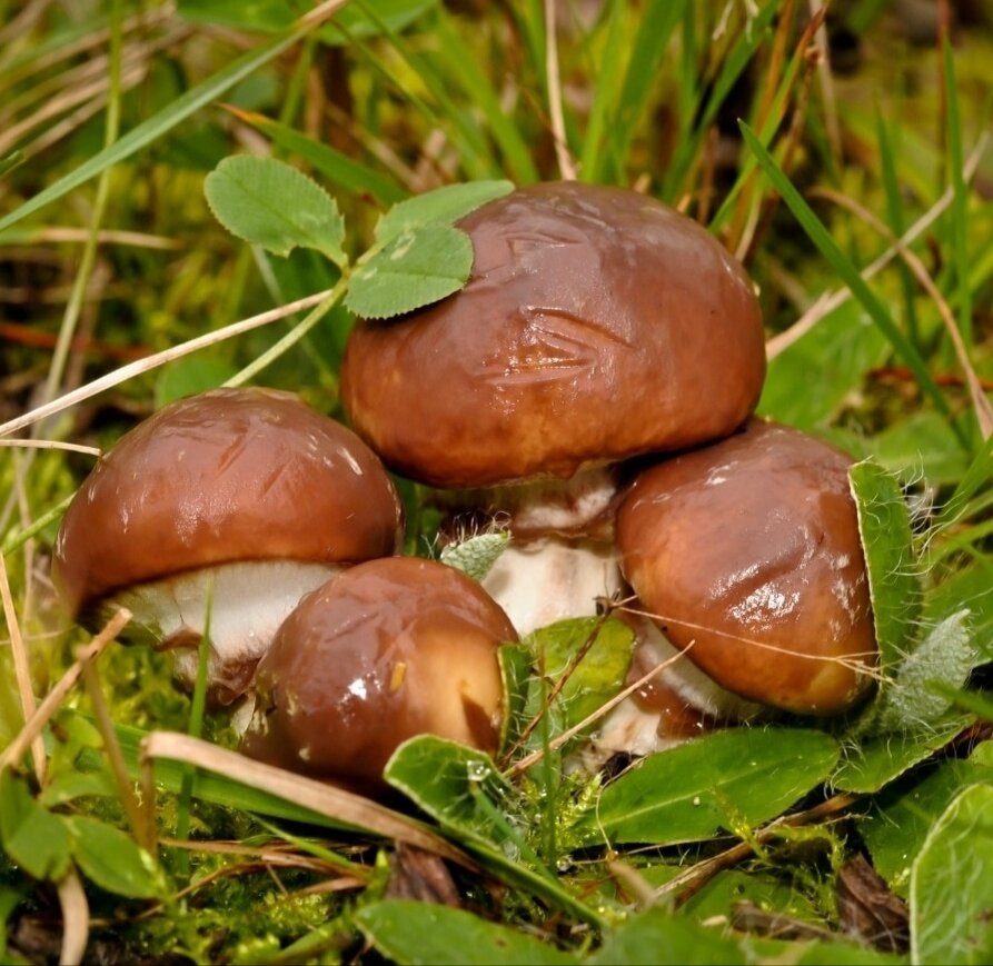 Автор фото Андрей Мещера