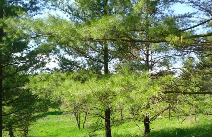 Автор фото Ирина Черпакова