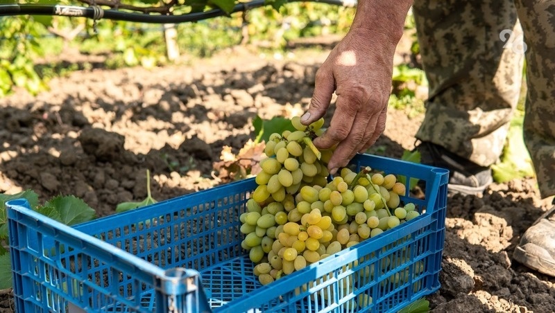    В 2024 году на закладку новых виноградников и закупку оборудования выделили 159,2 млн рублей Фото: ИА «Победа26»