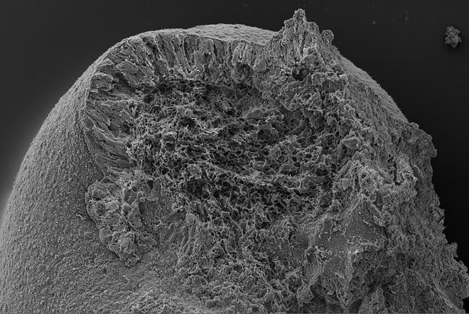 Изображение, полученное с помощью электронного сканирующего микроскопа, на котором очень подробно показаны части органоидов туловища. Автор: Тьяго Рито, Мари-Шарлотта Домарт.