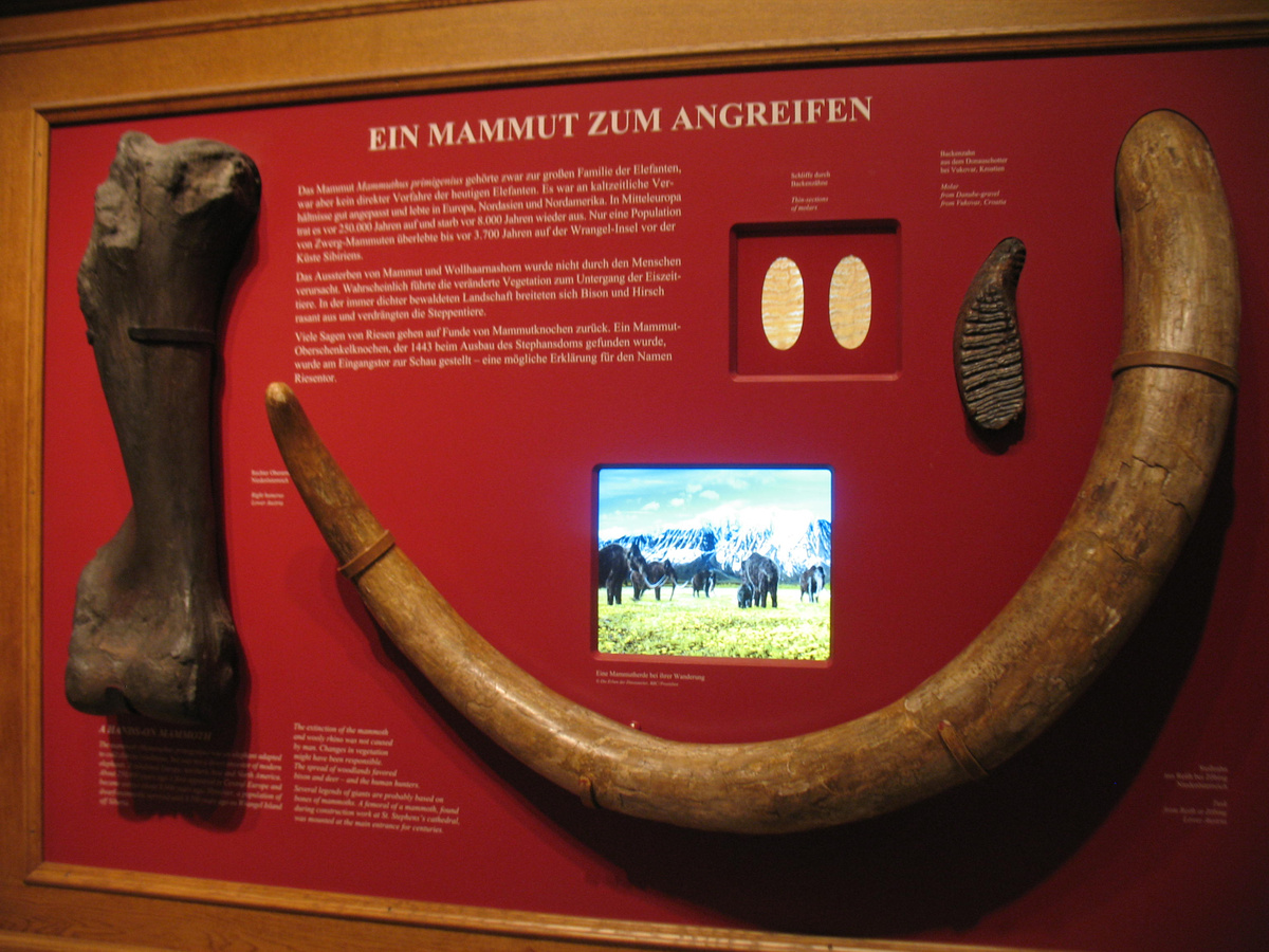 Мамонт. Лаконично, информативно, но на немецком)