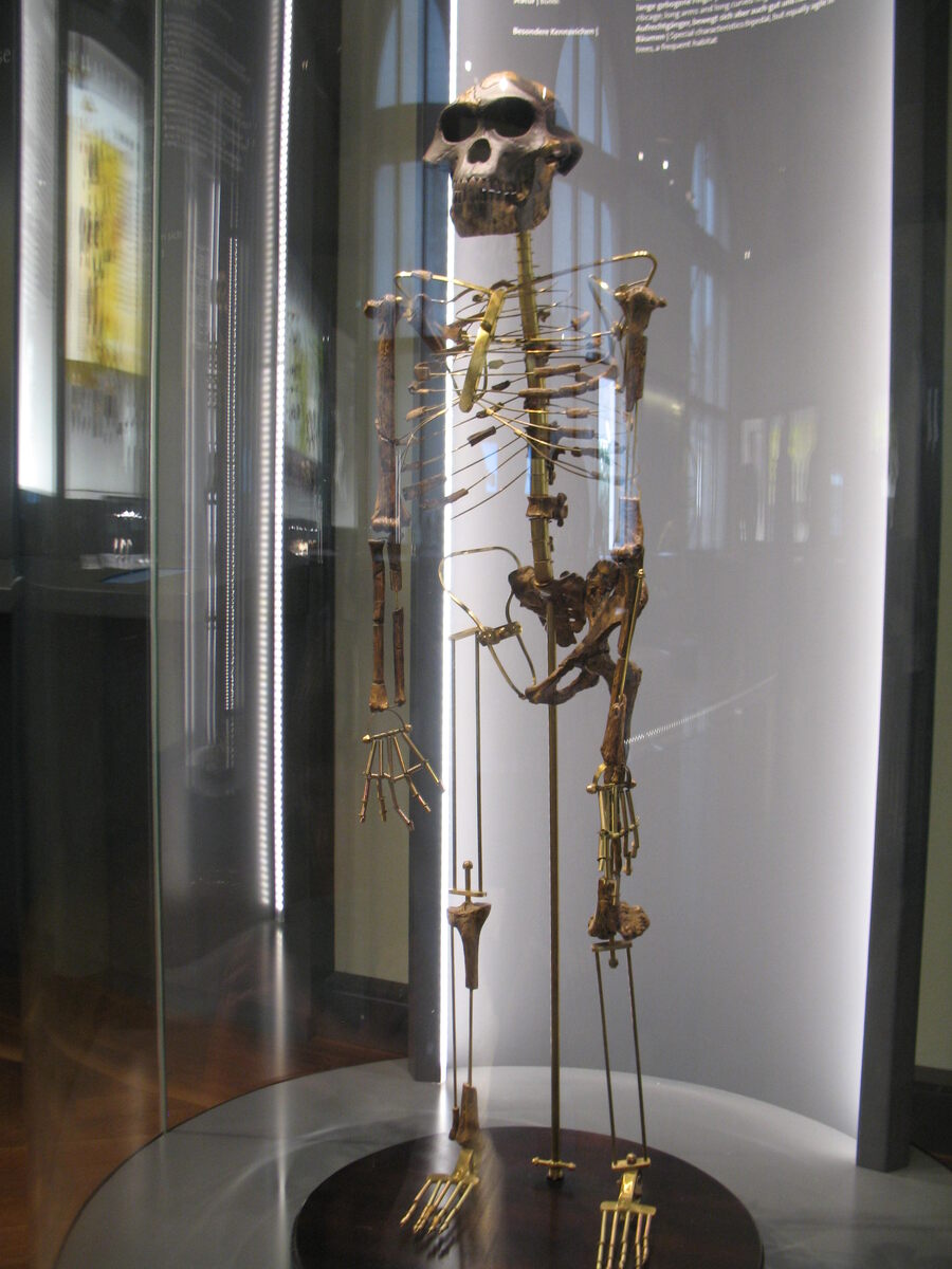 Недостающие косточки Люси заменены проволочками