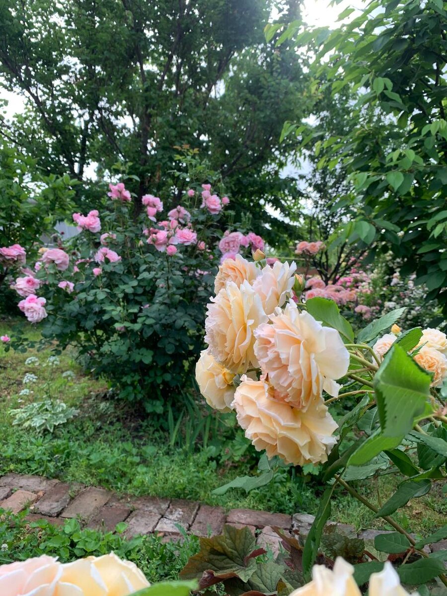 Светлые листья Краун принцесс Маргарет и темная синеватая листва Делии