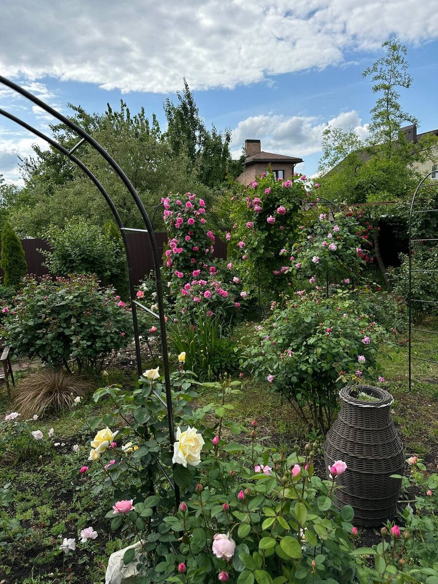 Многообразие в саду. Красиво даже на бутонах