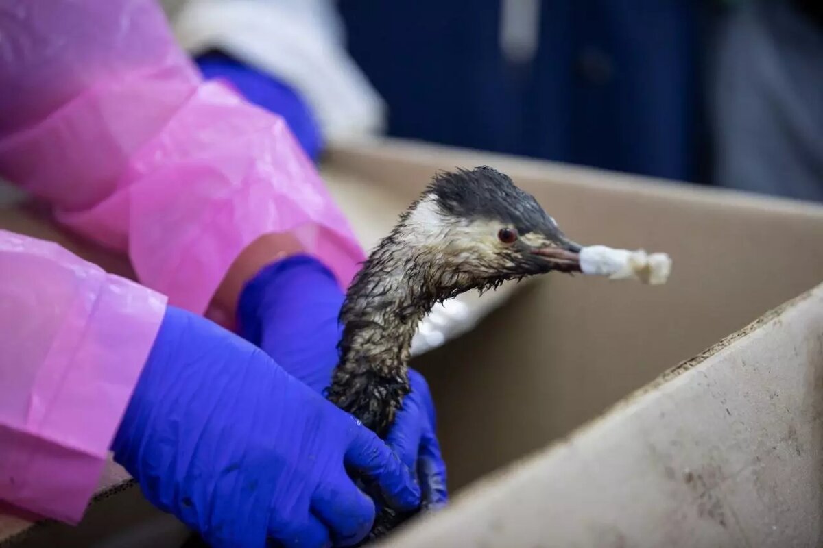     Автор: Администарция Анапы