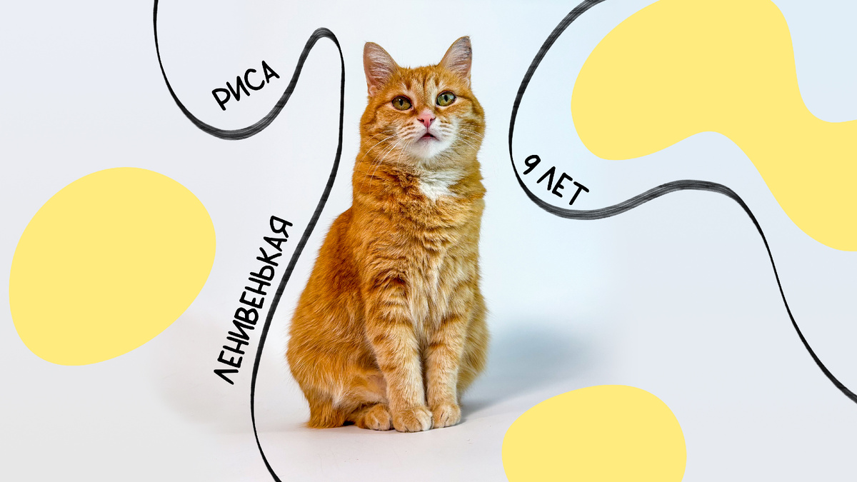 А ещё жирненькая и никак не худеет...