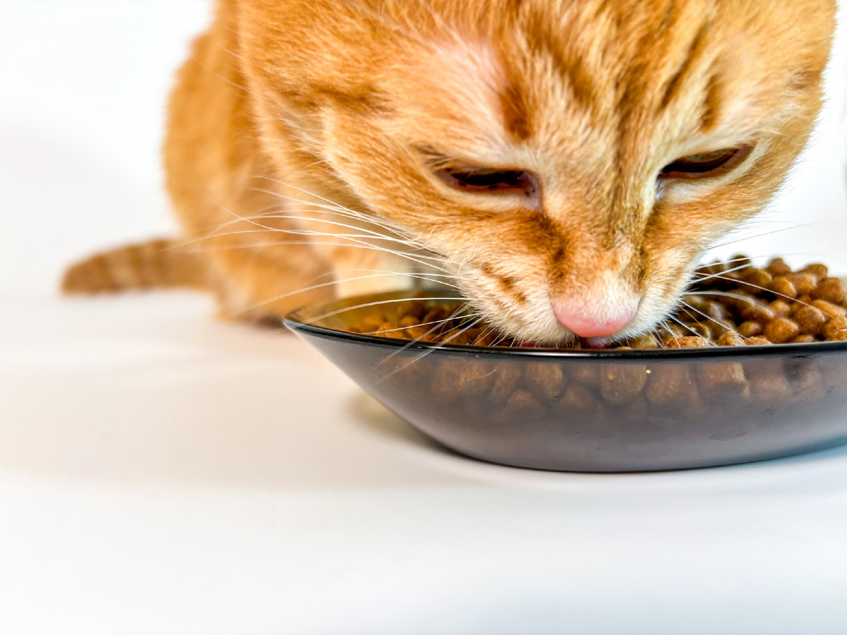 Этот котик пару раз только видел миску, у которой не видно дна