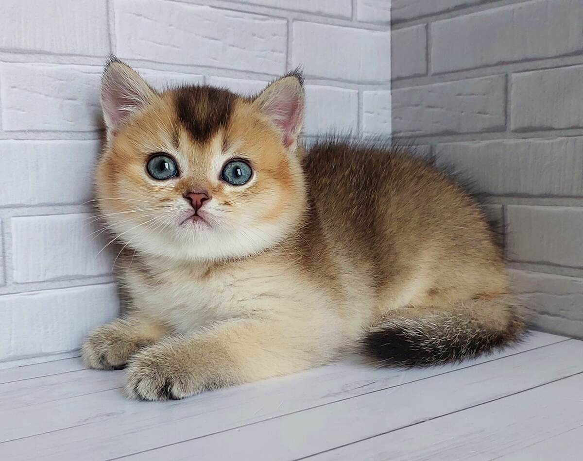 Саймон, 2 месяца