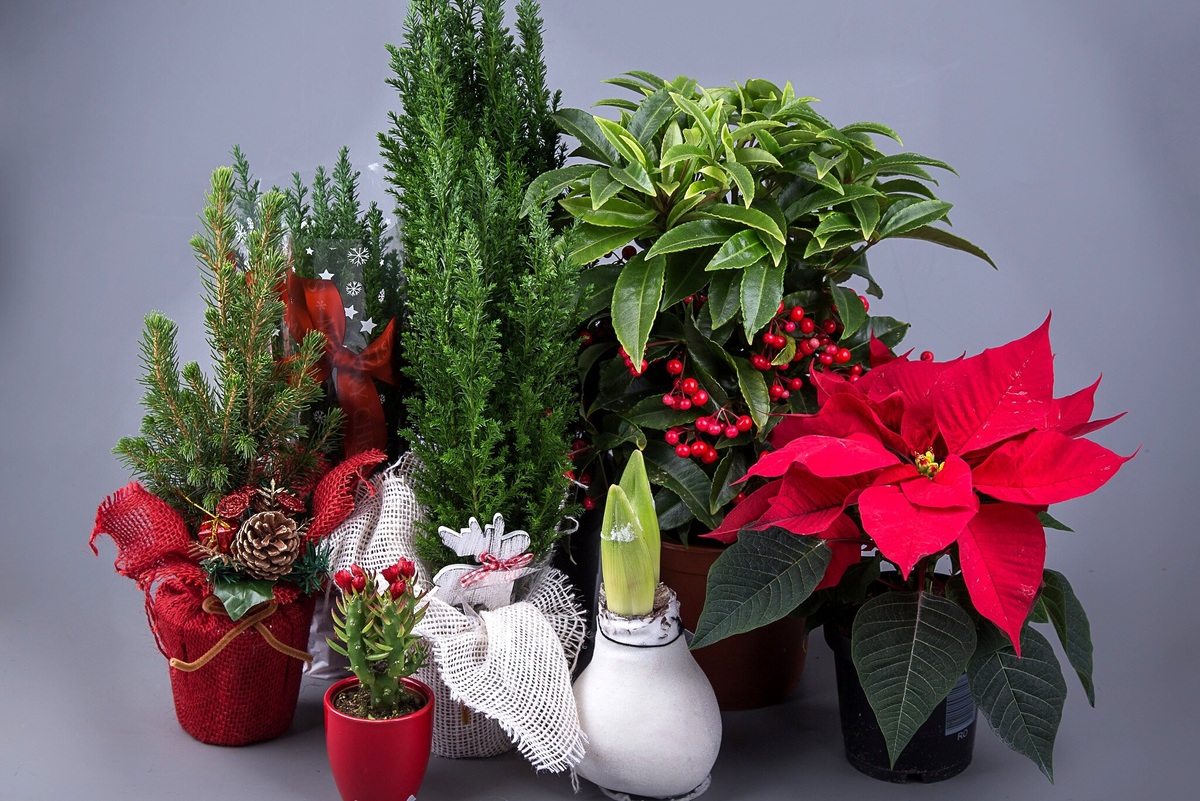     Почему комнатное растение — идеальный подарок на Рождество: 10 причин
